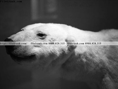 File gốc can canh chup anh dong vat den trang 213 (vector) cho in ấn