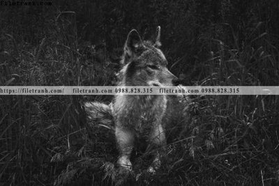 File in mica can canh chup anh dong vat den trang 225 (bản gốc) làm vách ngăn