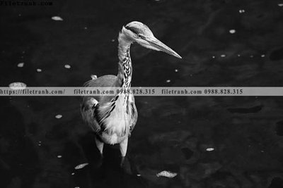 File tranh PSD can canh chup anh dong vat den trang 234 chất lượng cao