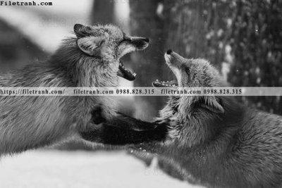 File ảnh can canh chup anh dong vat den trang 236 (gốc) in Hiflex