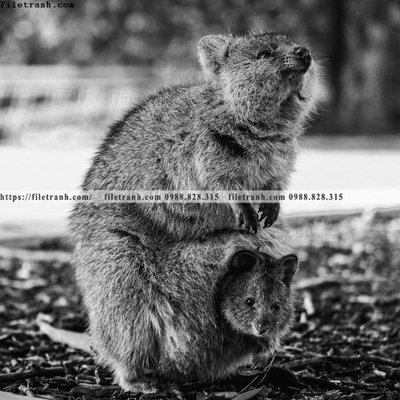 File gốc can canh chup anh dong vat den trang 240 (chuẩn màu) cho in offset