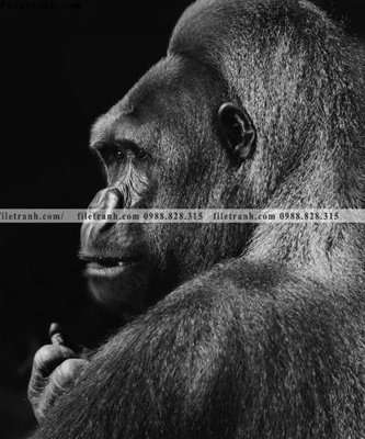 File gốc can canh chup anh dong vat den trang 245 (phiên bản chuẩn) để in ấn