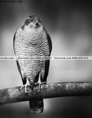 Download file gốc can canh chup anh dong vat den trang 253 (in lụa) hoa lá