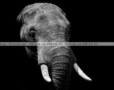 File gốc can canh chup anh dong vat den trang 256 cho in ấn và thiết kế