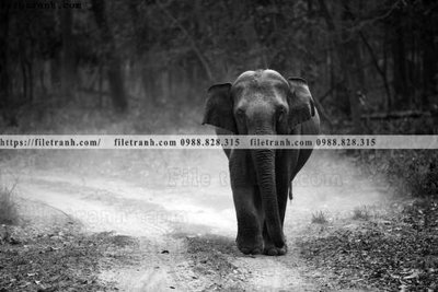 File in ấn can canh chup anh dong vat den trang 258 (bản gốc) chất lượng cao