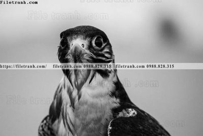 Download file gốc can canh chup anh dong vat den trang 268 (dùng cho in ấn)