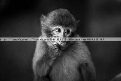 Tải về file tranh gốc can canh chup anh dong vat den trang 274 (để in quảng cáo)