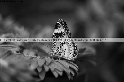 File in trần can canh chup anh dong vat den trang 276 (file gốc) xuyên sáng