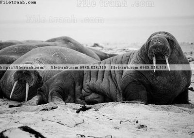 File tranh can canh chup anh dong vat den trang 278 (bản gốc) trang trí văn phòng