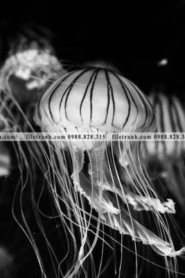 File gốc can canh chup anh dong vat den trang 279 (in tráng gương) sang trọng