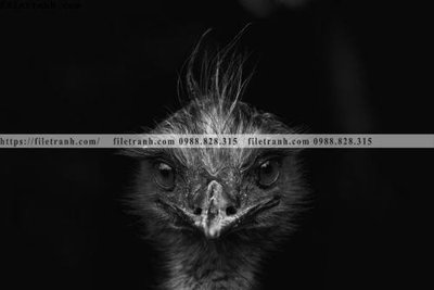 Ảnh gốc file in lụa can canh chup anh dong vat den trang 282 chi tiết