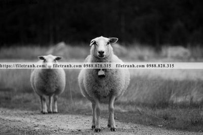 Tải file can canh chup anh dong vat den trang 284 (gốc) làm tranh trang trí