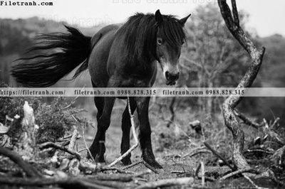 Hình ảnh file gốc can canh chup anh dong vat den trang 285 (chất lượng cao)