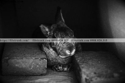 Download file gốc can canh chup anh dong vat den trang 287 (in mica) 3D