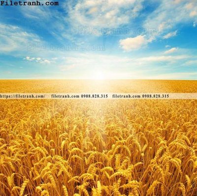 File gốc canh dong lua mi vang 110 (thiết kế) cho in ấn