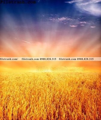 File tranh canh dong lua mi vang 113 (gốc) phong cách tối giản