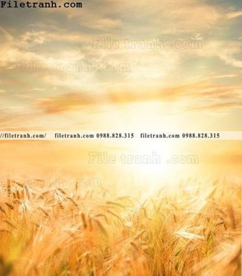 Mua file tranh gốc canh dong lua mi vang 115 tại Filetranh.com