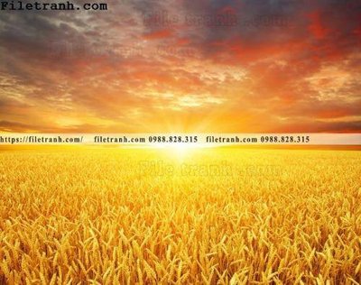 Ảnh mô tả file gốc in mica canh dong lua mi vang 117