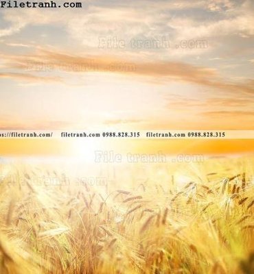 File gốc canh dong lua mi vang 118 (in 3D) cho trang trí