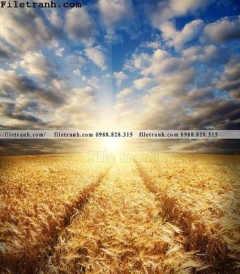 File PSD canh dong lua mi vang 122 (gốc) nhiều lớp (multi-layer)