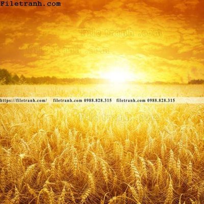 File PSD canh dong lua mi vang 124 (gốc) tách lớp chi tiết