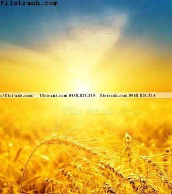 Tệp tin gốc canh dong lua mi vang 126 (chất lượng cao) canh dong lua mi vang 126