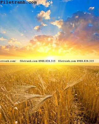 File gốc canh dong lua mi vang 130 (in lụa) tranh phong thủy