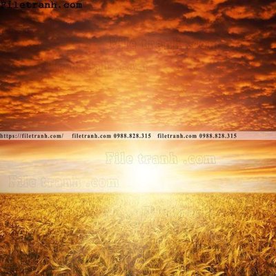 Tải file gốc canh dong lua mi vang 132 (in khổ lớn) không mờ