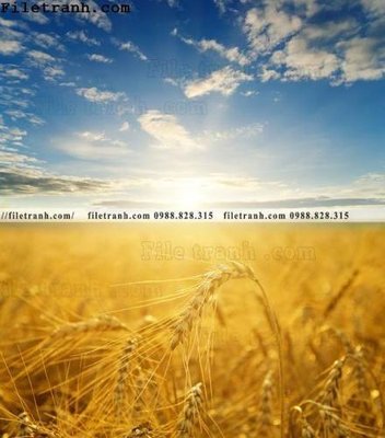 File PSD canh dong lua mi vang 136 (gốc) tách lớp chi tiết