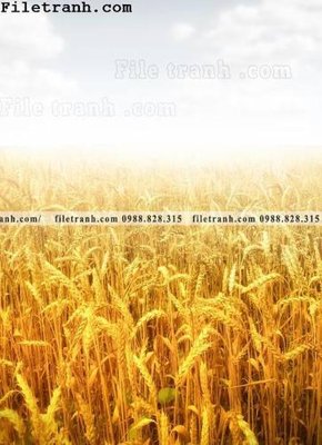 Tải về file gốc canh dong lua mi vang 137 (dùng cho in quảng cáo)