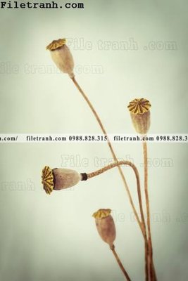 File in trần cay xanh tuoi nho 172 (file gốc) xuyên sáng