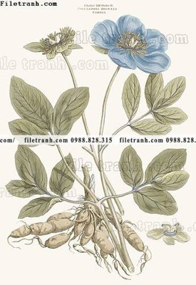 File in trần decor tranh bo tong hop 341 (bản gốc) 5D