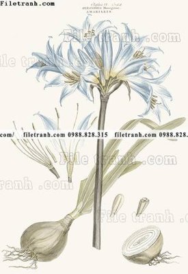 Tải file decor tranh bo tong hop 342 (gốc) in ấn chất lượng