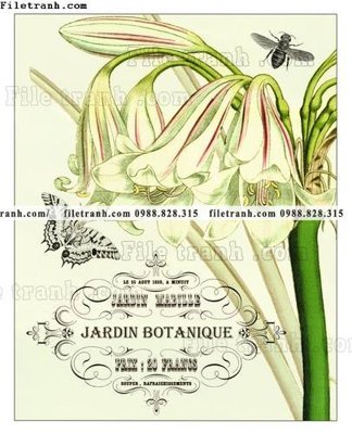 File tranh decor tranh bo tong hop 477 (gốc) chủ đề tĩnh vật