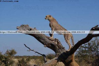 Download file ảnh gốc dong vat thien nhien su tu 502 để in ấn