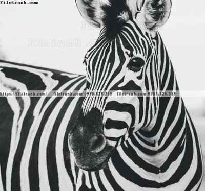 File gốc dong vat thien nhien su tu 511 (trang trí) phòng làm việc