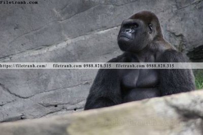 File gốc in mica dong vat thien nhien su tu 512 chất lượng