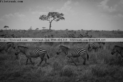 Tải file gốc dong vat thien nhien su tu 514 (in không vỡ ảnh)