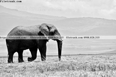 File gốc dong vat thien nhien su tu 519 (ảnh chi tiết) để in trần