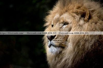 File tranh dong vat thien nhien su tu 521 (bản gốc) in canvas