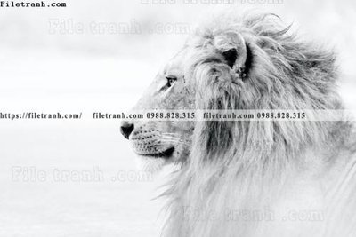 Tải file dong vat thien nhien su tu 523 (gốc) làm tranh trang trí