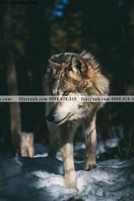 Tải xuống file tranh gốc dong vat thien nhien su tu 528 (PSD/TIFF)