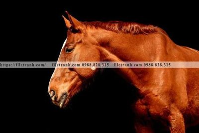 Tải file gốc dong vat thien nhien su tu 531 (bản PSD) đầy đủ layer