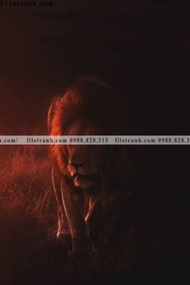 Mua file ảnh gốc dong vat thien nhien su tu 533 (chất lượng cao)