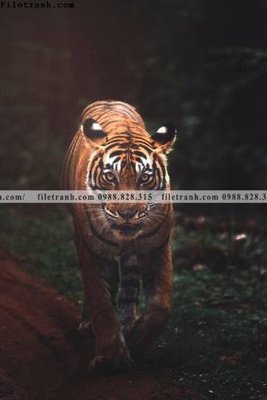 File gốc in mica dong vat thien nhien su tu 534 chất lượng