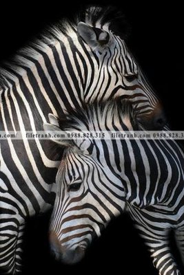 File tranh gốc PSD dong vat thien nhien su tu 536 còn nguyên layer