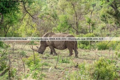 Download file dong vat thien nhien su tu 542 (chuẩn in) chất lượng cao