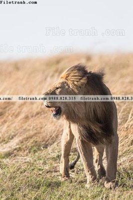 File PSD dong vat thien nhien su tu 548 (bản gốc) đã tách nền