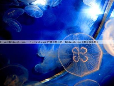 File gốc dong vat thien nhien su tu 554 (chủ đề hiện đại) trang trí