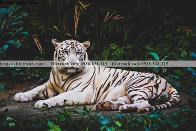 Tải file tranh dong vat thien nhien su tu 555 (gốc) tại Filetranh.com